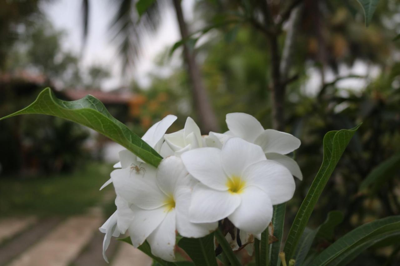 Villa Coconut Island à Tangalle Extérieur photo